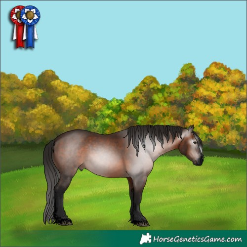 Horse Color:Gray Void Bay Sabino Rabicano 