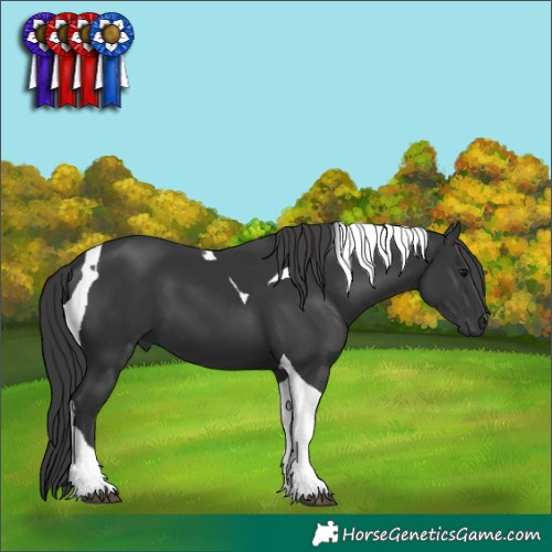 Horse Color:Black Tobiano 
