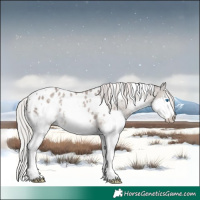 Horse Color:White Spotted Silver Grullo Roan Splash Appaloosa 