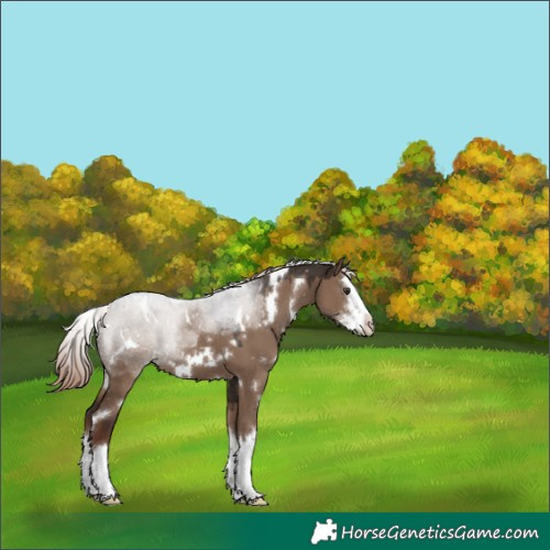 Horse Color:White Spotted Liver Red Dun Sabino Splash 