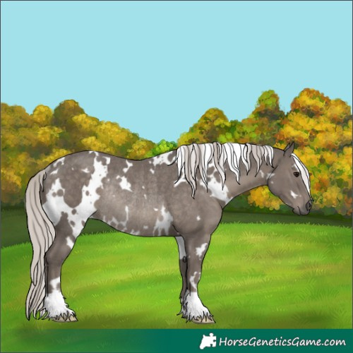 Horse Color:White Spotted Silver Black Rabicano 