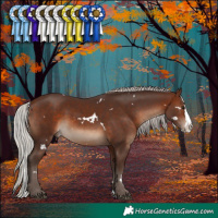 Horse Color:White Spotted Silver Brown Splash Rabicano 