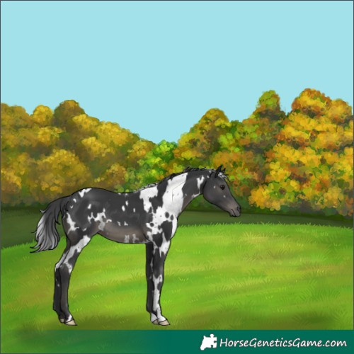 Horse Color:White Spotted Black 