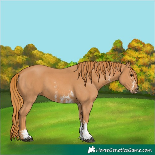 Horse Color:Chestnut Sabino 
