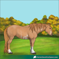 Horse Color:Chestnut Sabino