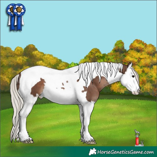 Horse Color:Silver Black Splash Tobiano 