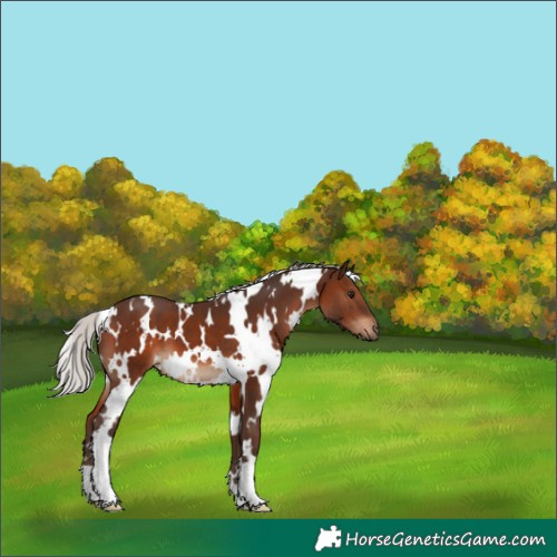 Horse Color:White Spotted Silver Brown 