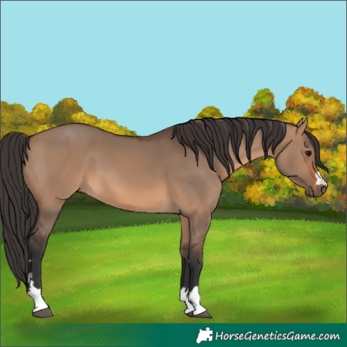 Horse Color:Brown Dun 