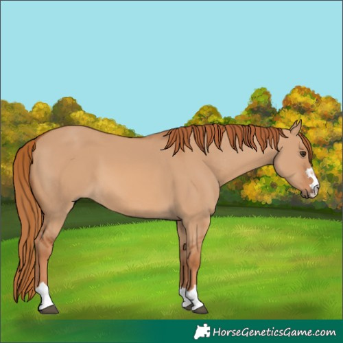 Horse Color:Red Dun 