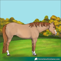 Horse Color:Red Dun 