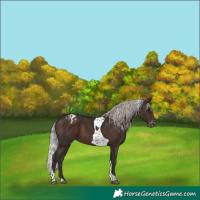 Horse Color:Silver Brown Tobiano Varnish 