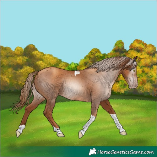 Horse Color:Gray Gold Champagne Tobiano 
