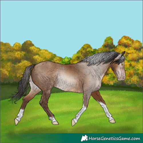 Horse Color:Gray Amber Champagne Tobiano 
