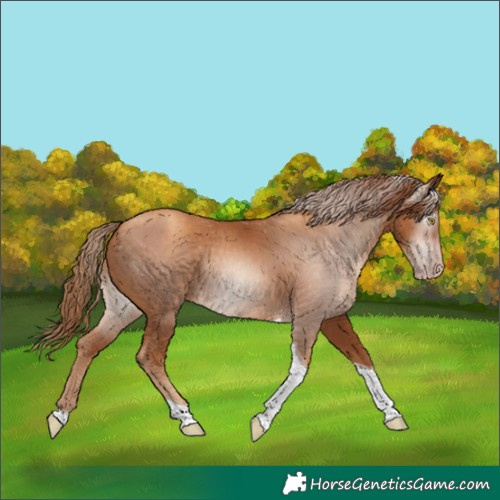 Horse Color:Gray Gold Champagne Tobiano 