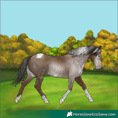 Horse Color:Gray Classic Champagne Tobiano Frame 