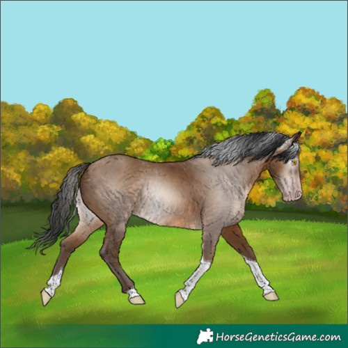 Horse Color:Gray Amber Champagne Tobiano 