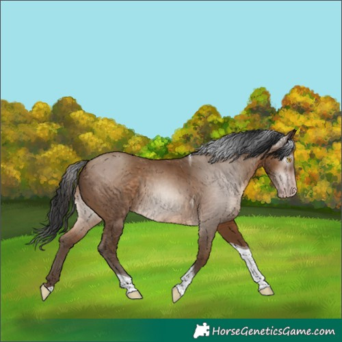 Horse Color:Gray Amber Champagne Tobiano 