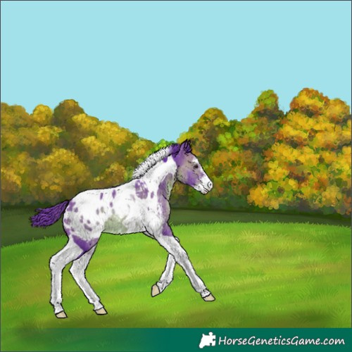 Horse Color:Watercolor Brown Sabino Tobiano Appaloosa 