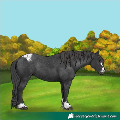 Horse Color:Black Appaloosa Rabicano 