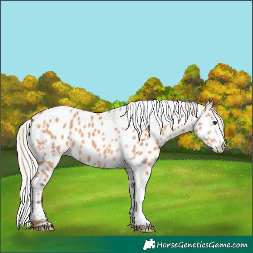 Horse Color:Silver Bay Dun Splash Tobiano Near Leopard 