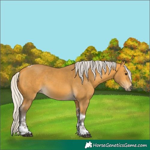 Horse Color:Silver Buckskin Tobiano