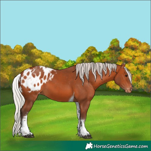Horse Color:White Spotted Silver Bay Tobiano Blanket 