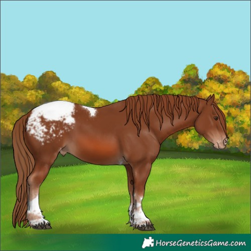Horse Color:Chestnut Tobiano Appaloosa 