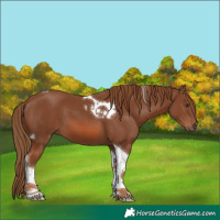 Horse Color:Chestnut Tobiano 