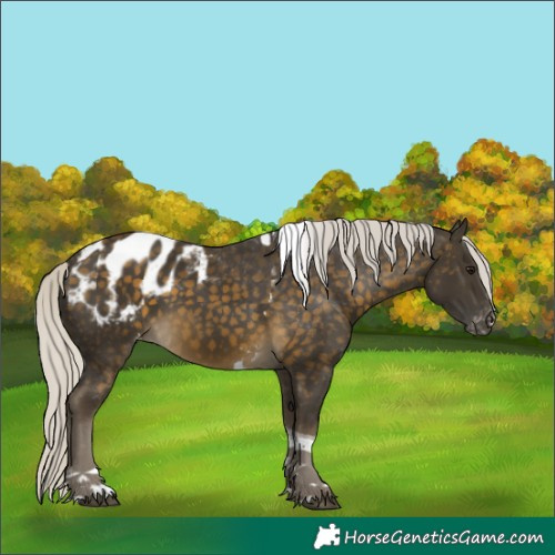 Horse Color:Silver Buckskin Tobiano Blanket 