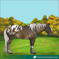 Horse Color:Silver Buckskin Tobiano Appaloosa 