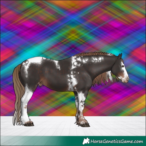 Horse Color:Liver Chestnut Splash Tobiano Varnish 