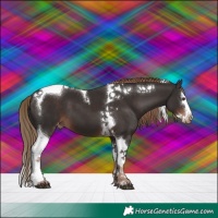 Horse Color:Liver Chestnut Splash Tobiano Appaloosa