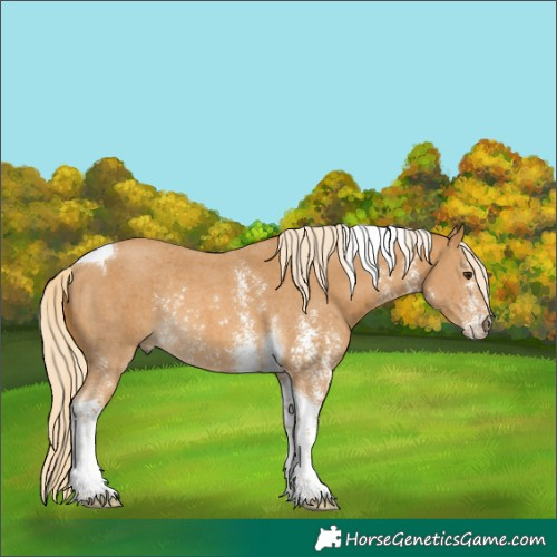 Horse Color:Palomino Sabino Tobiano Rabicano 