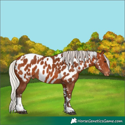 Horse Color:Silver Bay Tobiano Near Leopard 