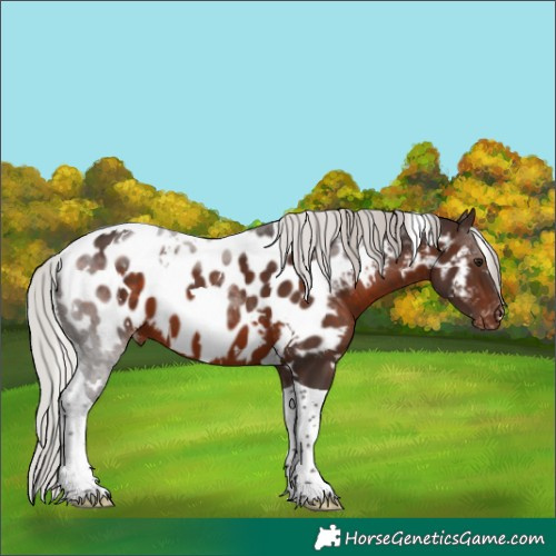 Horse Color:White Spotted Silver Brown Tobiano Appaloosa 