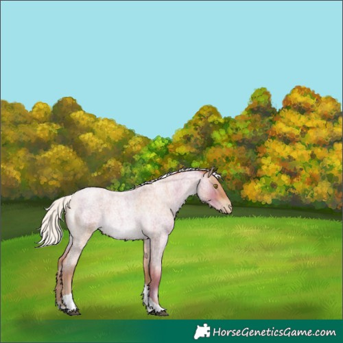 Horse Color:Silver Brown Roan Pearl Tobiano Rabicano 