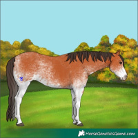 Horse Color:White Spotted Bay 