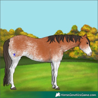 Horse Color:White Spotted Bay 