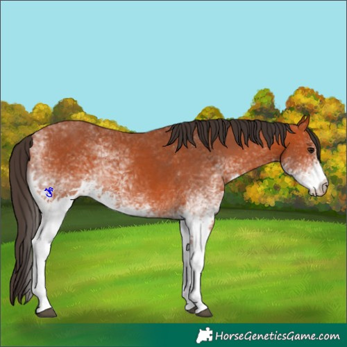 Horse Color:White Spotted Bay