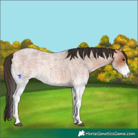 Horse Color:White Spotted Bay Roan 