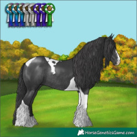 Horse Color:Black Sabino Tobiano Rabicano 