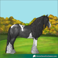 Horse Color:Black Sabino Tobiano Rabicano 