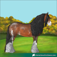 Horse Color:Brown Sabino 