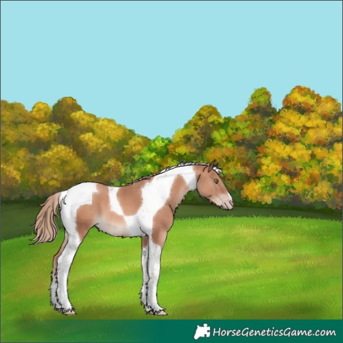 Horse Color:Gold Champagne Tobiano 