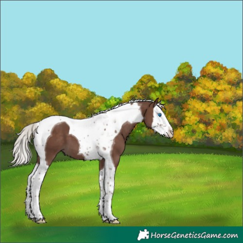 Horse Color:Silver Black Splash Tobiano 
