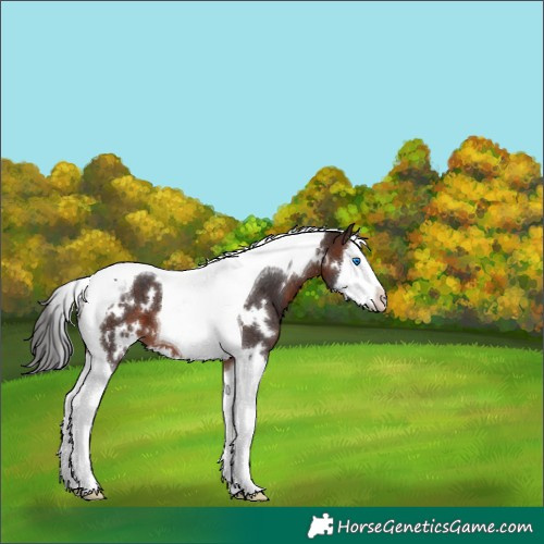 Horse Color:White Spotted Brown Splash Tobiano 