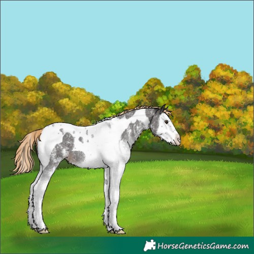 Horse Color:Liver Chestnut Sabino Splash Tobiano 