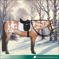 Horse Color:Bay Ice 