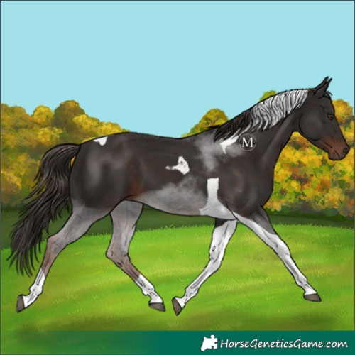 Horse Color:Liver Chestnut Tobiano 