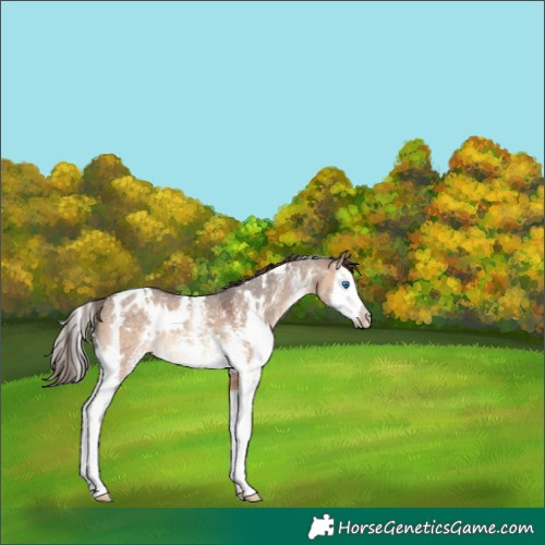 Horse Color:White Spotted Brown Dun Sabino Splash Appaloosa 